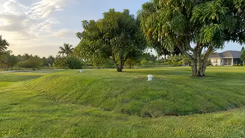 A grassed raised drain field mound with small inspection caps among mango trees on a rural lot